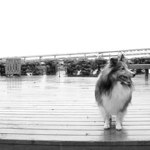 Meet your Posher, Masa